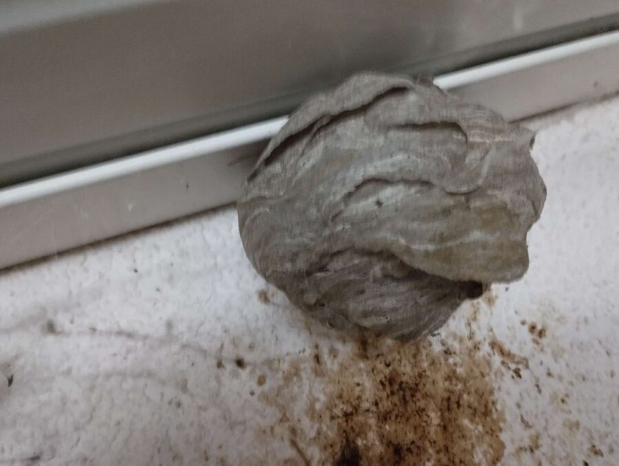 exterminateur d insectes a-La Brévine.jpg