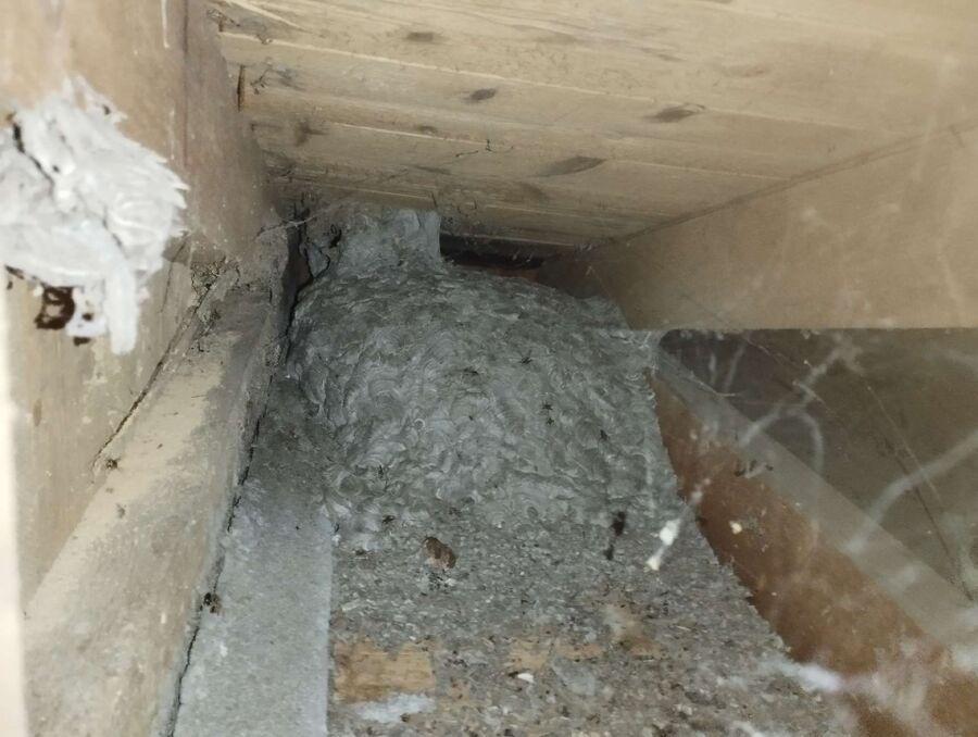 exterminateur d insectes a-Basse-Allaine.jpg