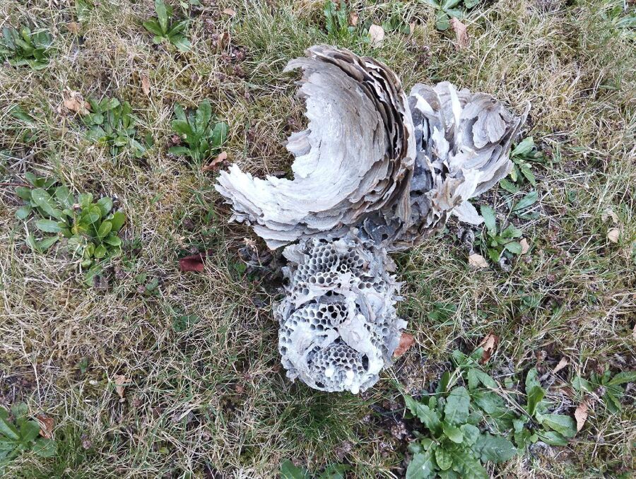 exterminateur d insectes a-Bure.jpg