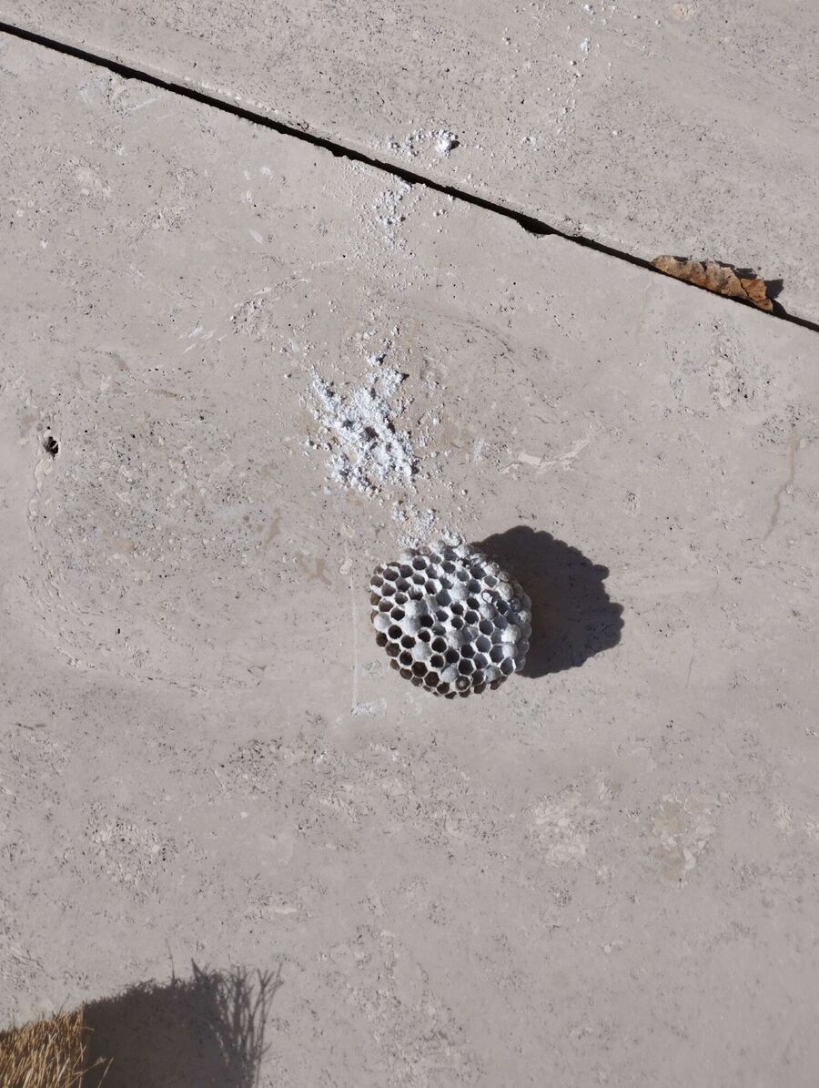 exterminateur d insectes a-Coeuve.jpg