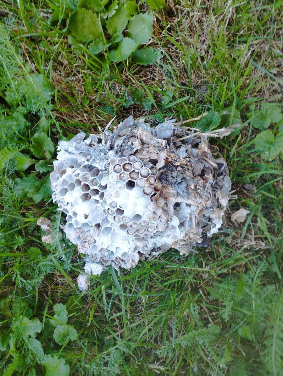 exterminateur d insectes a-Cornol.jpg