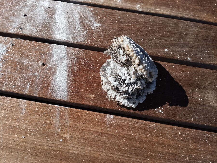 exterminateur d insectes a-Courchavon.jpg