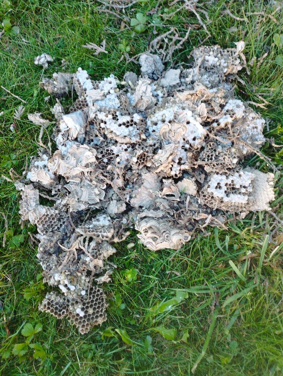 exterminateur d insectes a-Courroux.jpg