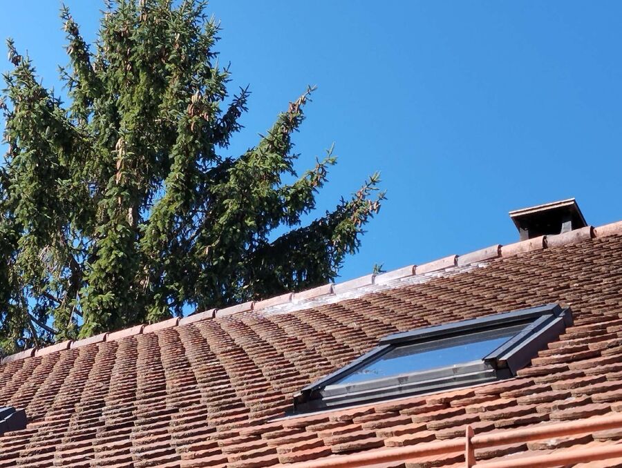 exterminateur d insectes a-Courtedoux.jpg