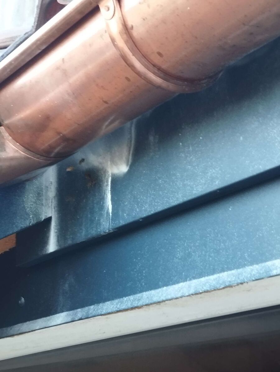 exterminateur d insectes a-Damphreux.jpg