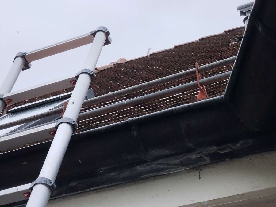 exterminateur d insectes a-Ederswiler.jpg