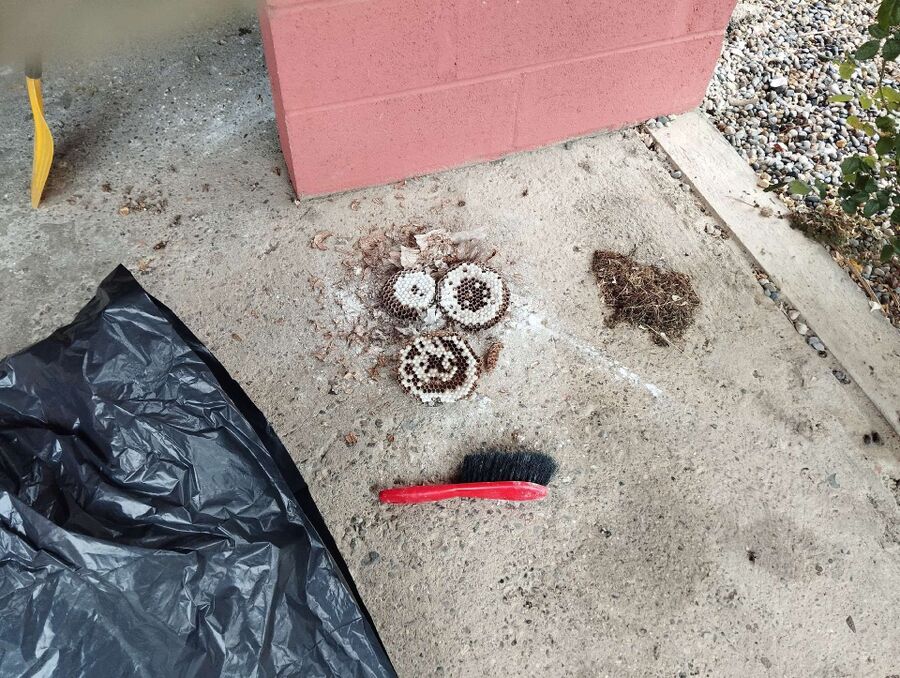 exterminateur d insectes a-Fahy.jpg