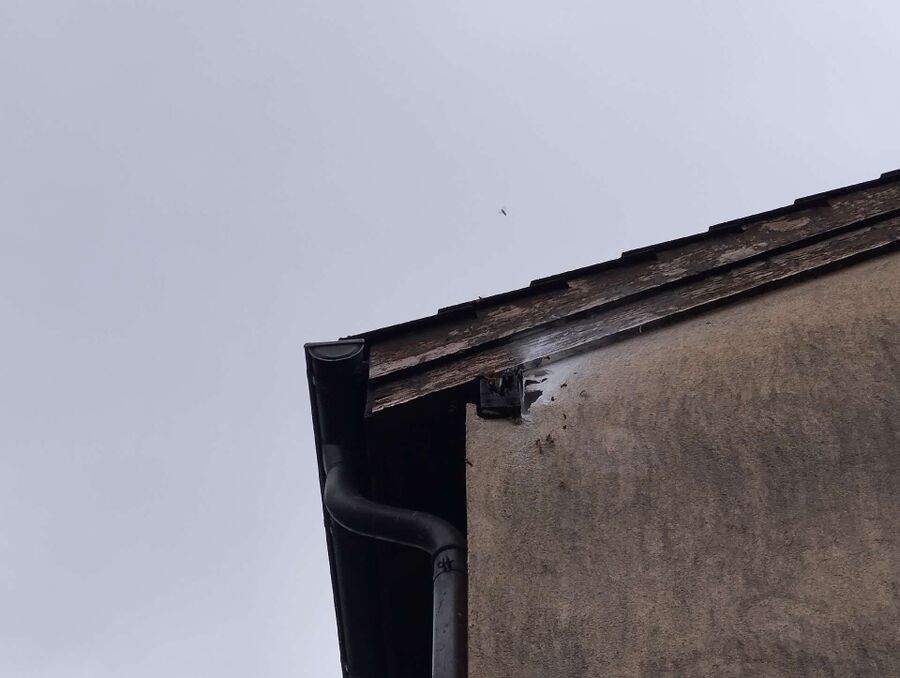 exterminateur d insectes a-Fontenais.jpg