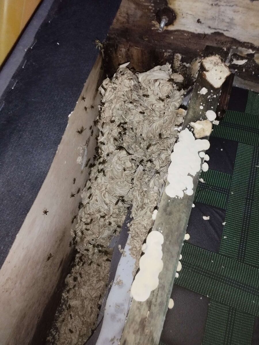 exterminateur d insectes a-Grandfontaine.jpg