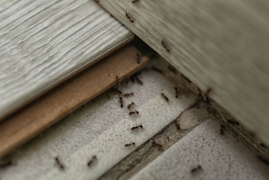 Exterminateur pour fourmis