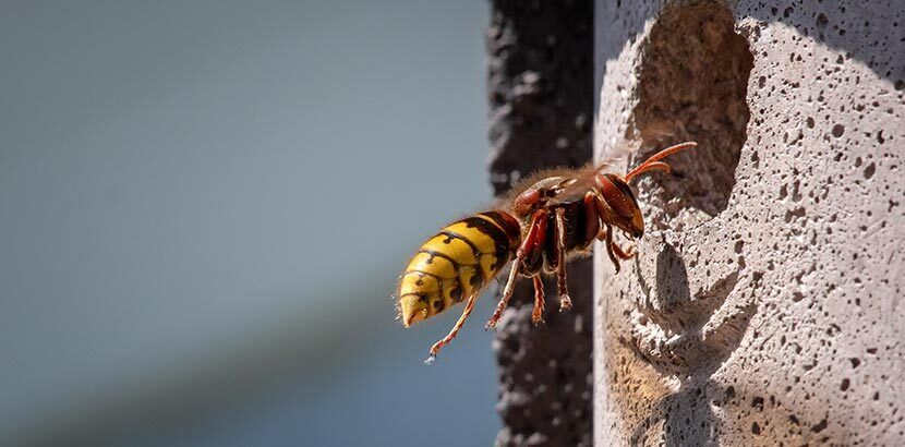 Exterminateur pour frelons