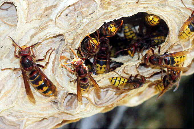 Exterminateur pour frelons