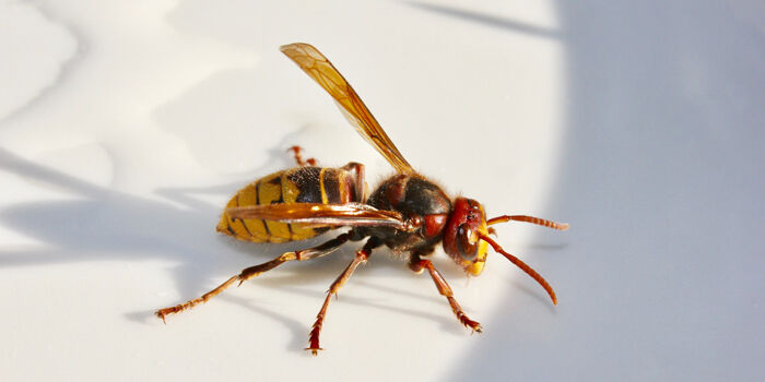 Exterminateur pour frelons