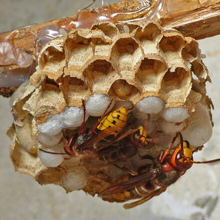 Exterminateur pour frelons