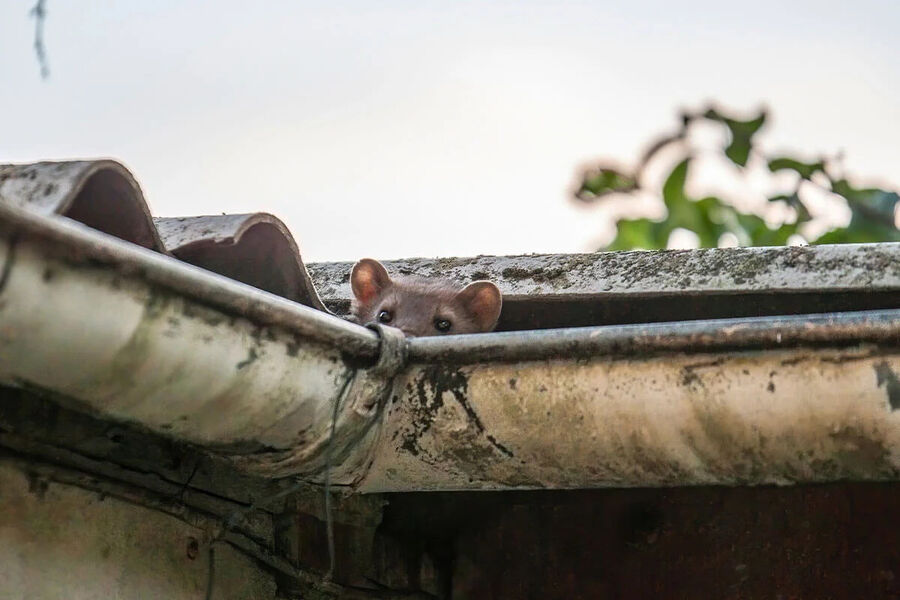 Exterminateur pour martre