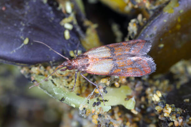 Exterminateur pour papillons de nuit