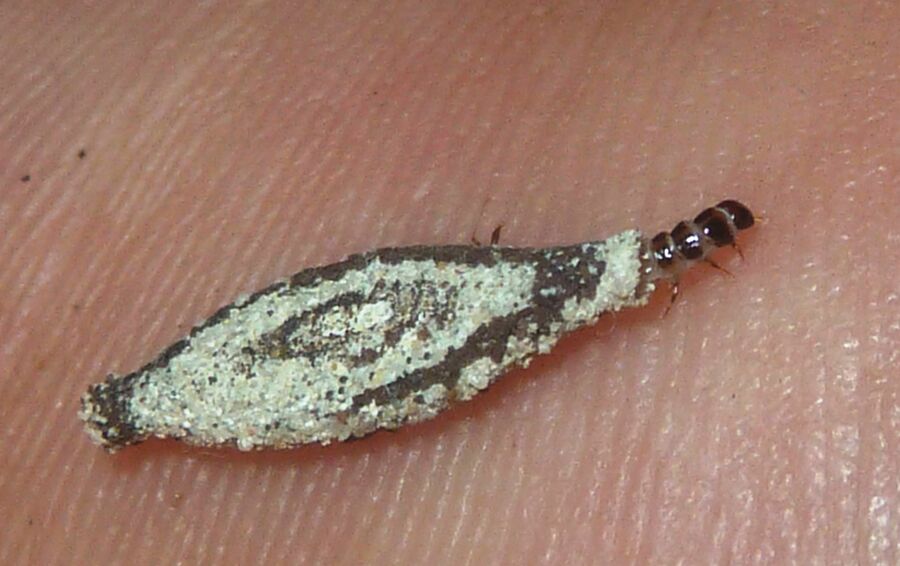 Exterminateur pour papillons de nuit