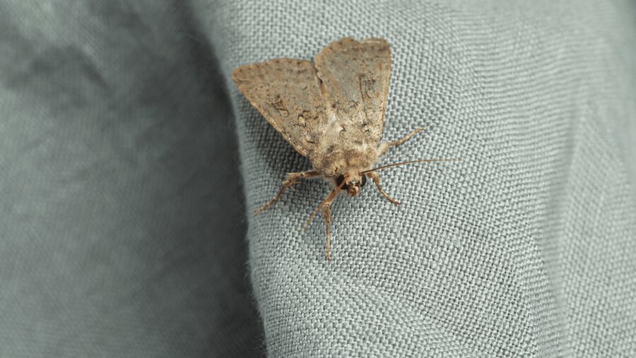 Exterminateur pour papillons de nuit