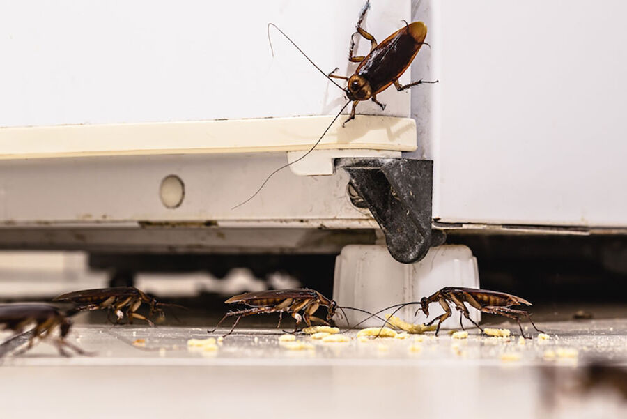 Exterminateur pour Cafard & Blatte