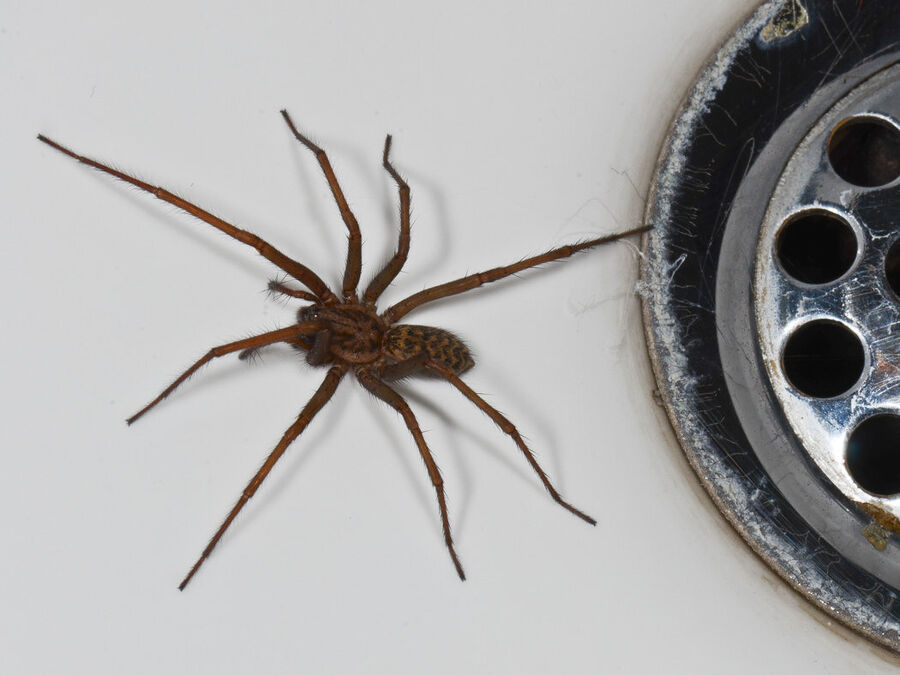 Exterminateur pour araignées