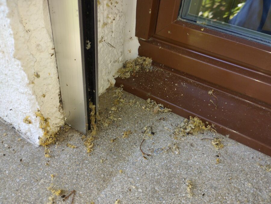 exterminateur d insectes a-Boudry.jpg