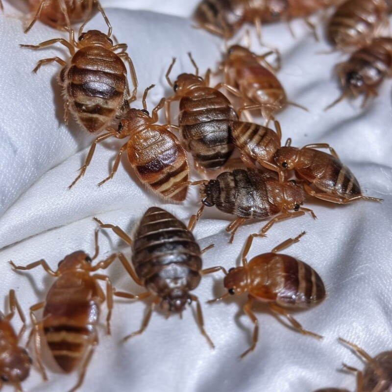 Exterminateur pour punaises de lit