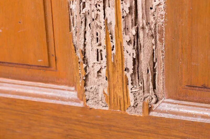 Exterminateur pour termites